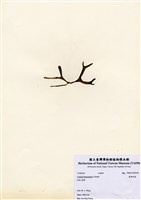 藏品(臺灣松藻)的圖片